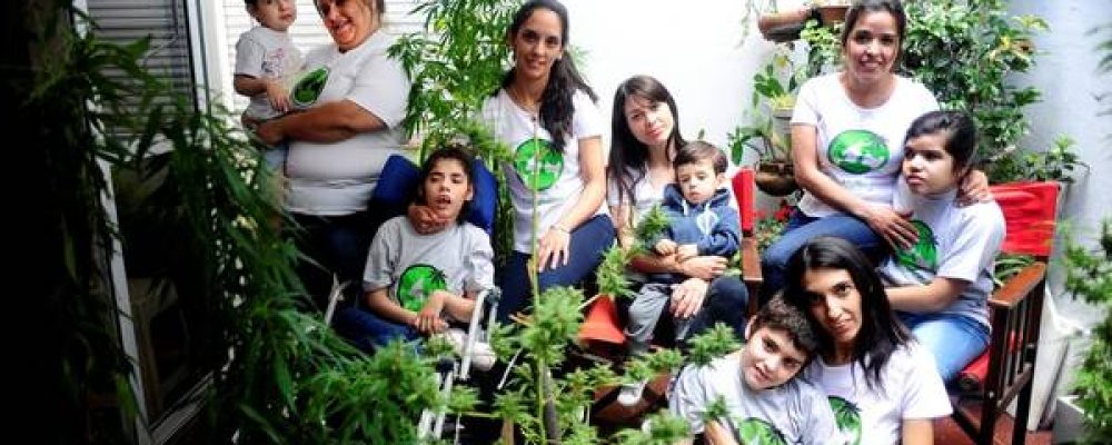 "Madres de la marihuana": cultivan para curar a sus hijos y por amor desafían la ley