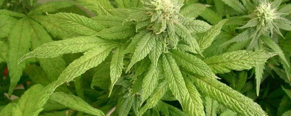 Virosis en cannabis