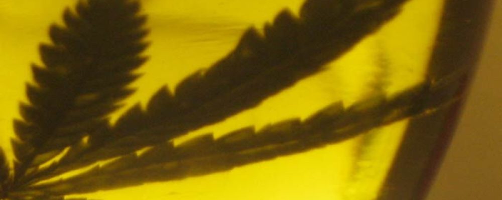 El consumo diario de cannabis puede proteger el hígado en personas con VIH y hepatitis C