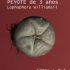 El Peyote, un viaje a través de sus efectos, historia y uso medicinal