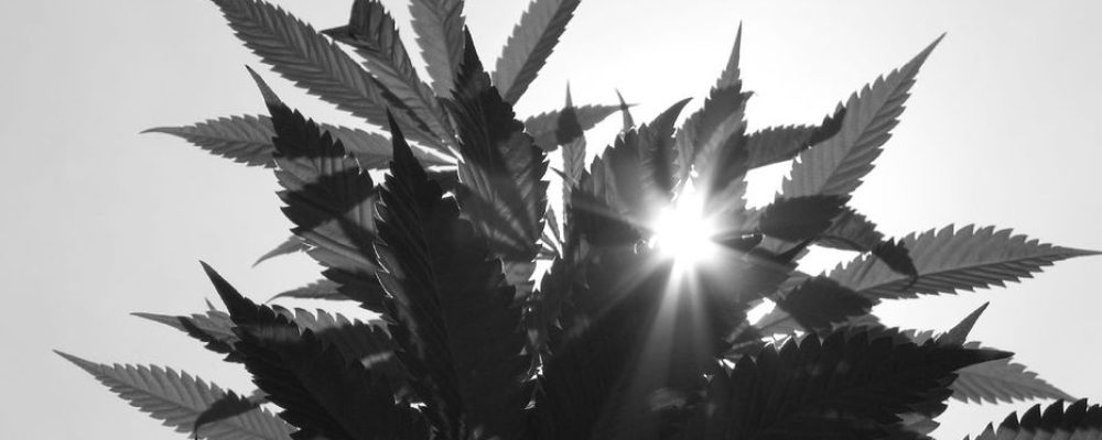 Los pigmeos del Congo se arriesgan a plantar marihuana para mejorar su vida