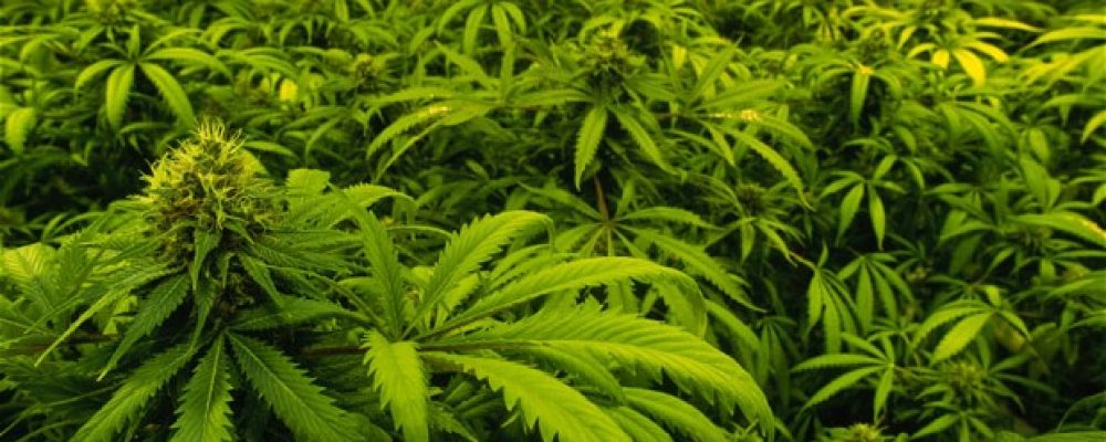 COLOMBIA: Seis empresas ya están autorizadas para producir cannabis medicinal