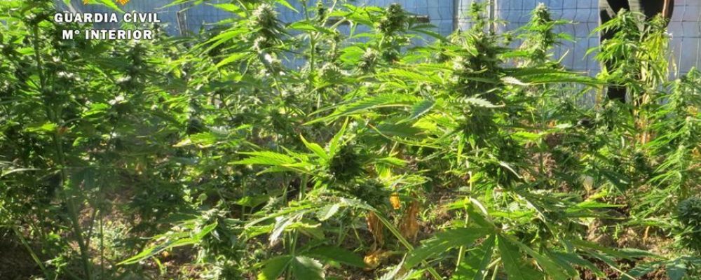 La guardia civil finaliza la campaña contra las plantaciones ilegales de marihuana