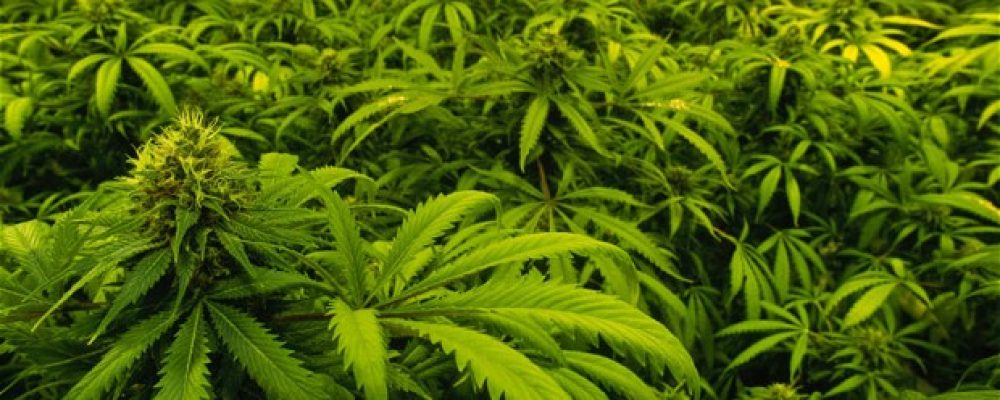 El cannabis y el CBD pueden ser útiles en la reducción de las drogas duras
