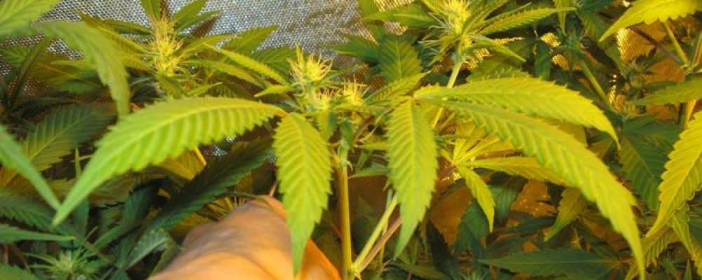 Cómo mejorar tu producción de marihuana gracias a la poda
