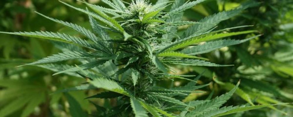 Marihuana en Israel: cannabis en las farmacias y el apoyo crucial de los rabinos