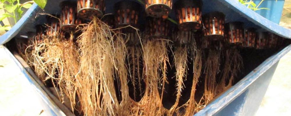 Suplementos naturales para la tierra y la hidroponía