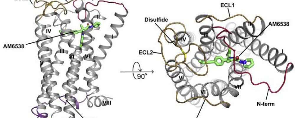 Científicos obtienen la mejor imagen en 3D de los efectos de la marihuana en el cerebro