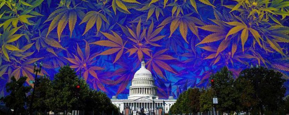 Marihuana gratis en la investidura de Trump